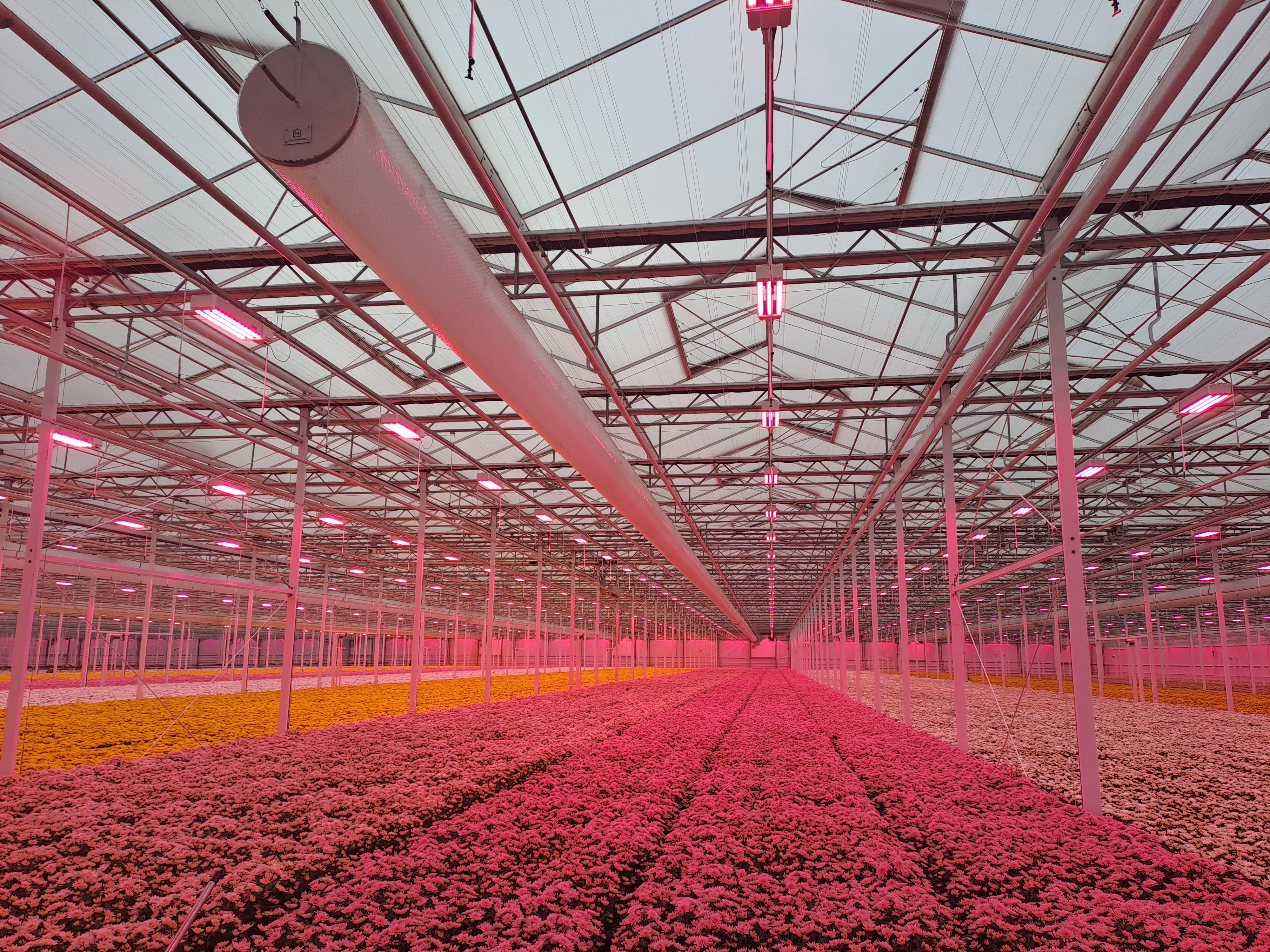 Leen Middelburg Chrysanten (2)